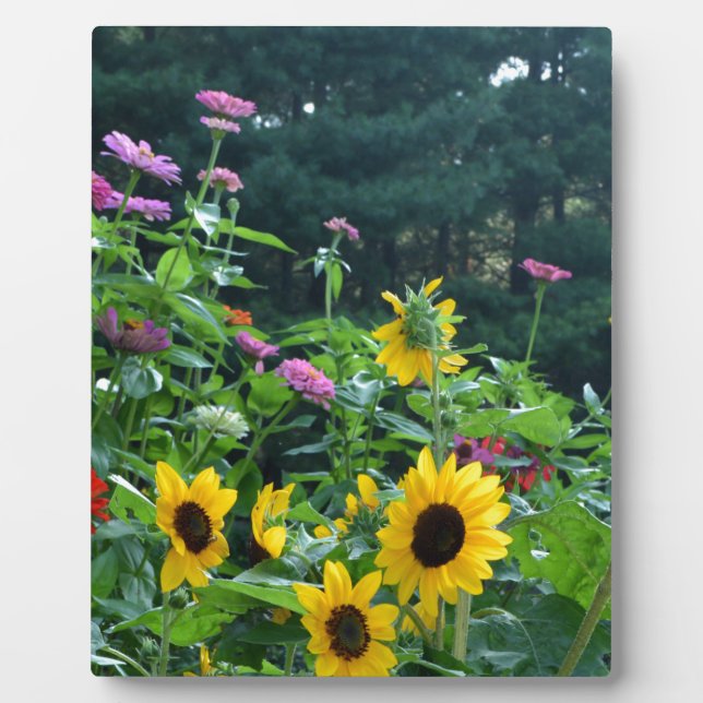 Plaque Photo Elégant jardin fleuri tournesols zinnias marguerit (Devant)