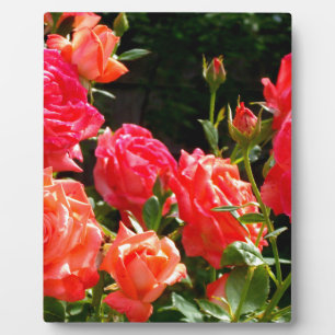Plaque Photo Élégant rose à fleurs rose oranger