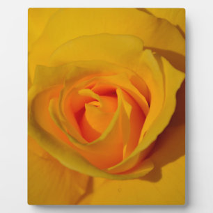 Plaque Photo Élégante fleur florale Rose jaune