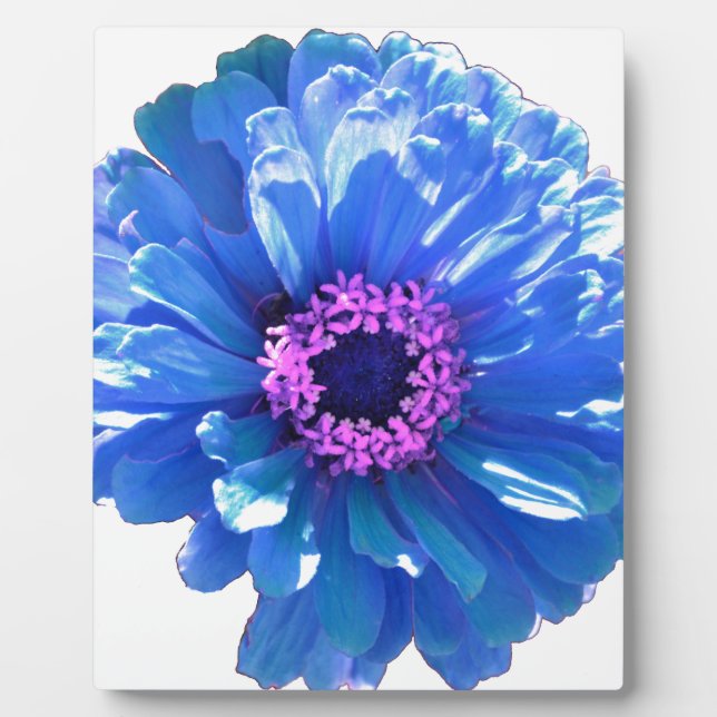 Plaque Photo Elégante marguerite bleue florale (Devant)