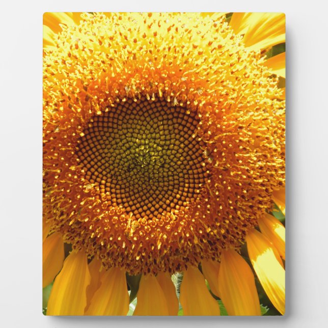 Plaque Photo Elégante photo de tournesol (Devant)