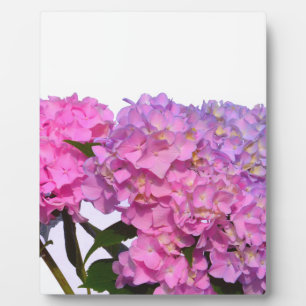 Plaque Photo Elégantes hydrangées florales violettes rose
