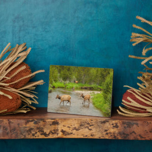 Plaque Photo Elks traversant le fleuve Colorado