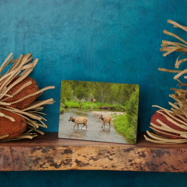 Plaque Photo Elks traversant le fleuve Colorado (Côté)
