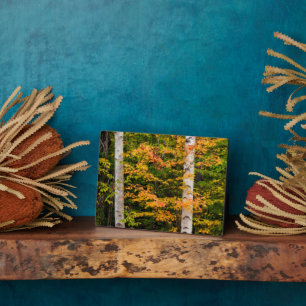 Plaque Photo Érable et bouleau   White Mountains, NH