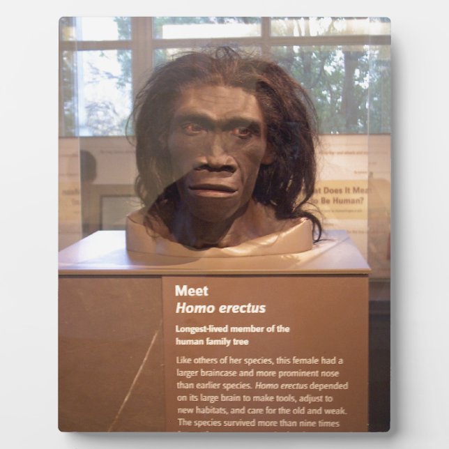 Plaque Photo erectus homo; exposition au musée (Devant)