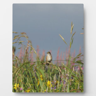 Plaque Photo Fat little Hummingbird