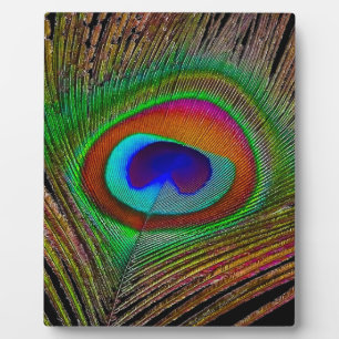 Plaque Photo Feather Vibrant Copper