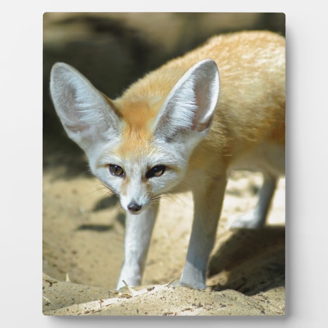 Plaque Photo Fennec renx (Devant)
