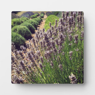 Plaque Photo Ferme de Lavender