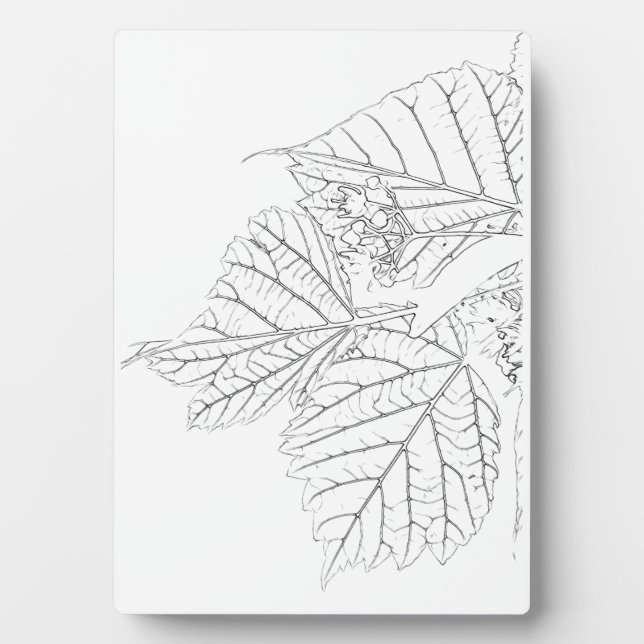 Plaque Photo Feuilles de Basswood (Devant)