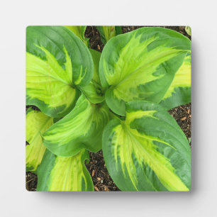 Plaque Photo Feuilles Hosta dynamiques