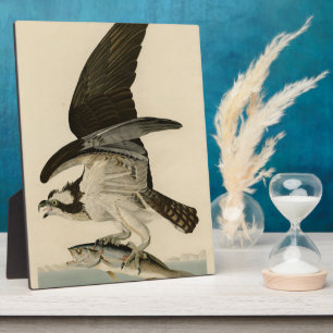 Plaque Photo Fish Hawk, Osprey, d'Audubon's Birds of America