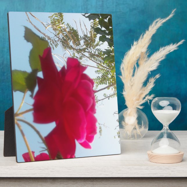 Plaque Photo Fleur céleste : Un Rose contre le ciel (Côté)