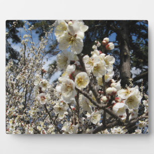 Plaque Photo Fleur de cerisier blanc / Sakura / ク(桜)