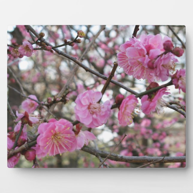 Plaque Photo Fleur de cerisier rose / Sakura / ク(桜) (Devant)