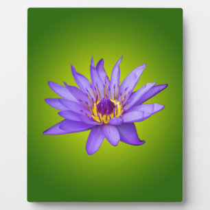 Plaque Photo Fleur de nénuphar étang aquatique fleur d'eau viol