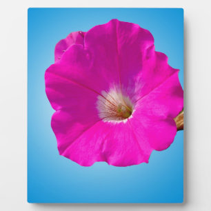 Plaque Photo fleur de pétunia rose sur fond bleu.