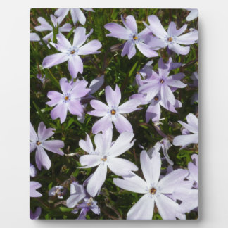 Plaque Photo Fleur de Phlox