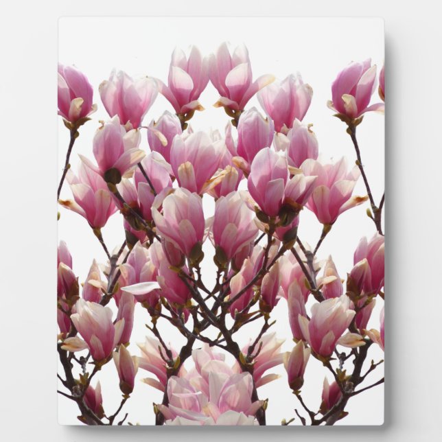 Plaque Photo Fleur de printemps rose florissante Magnolias (Devant)