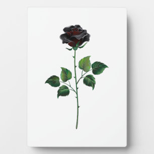 Plaque Photo Fleur de rose noire
