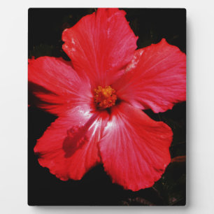 Plaque Photo Fleur d'Hibiscus rouge rose chaud sur noir