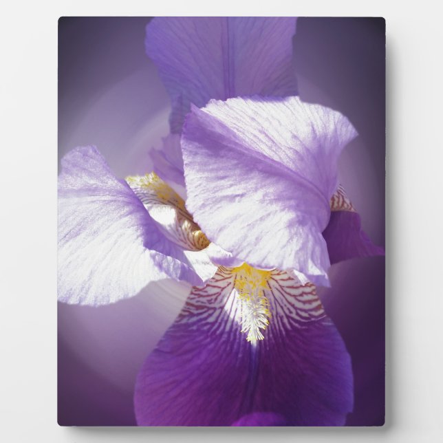 Plaque Photo fleur d'iris pourpre (Devant)