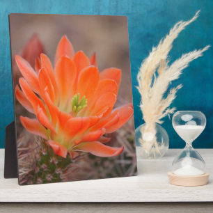 Plaque Photo Fleur en orange