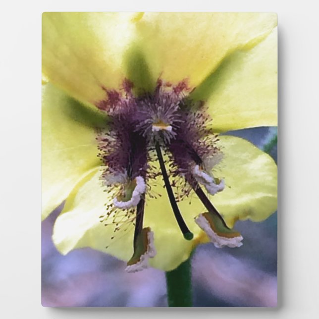 Plaque Photo Fleur jaune 3 (Devant)