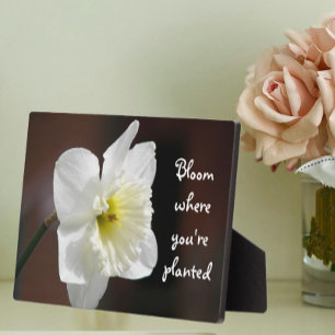 Plaque Photo Fleur où vous êtes planté Citation blanc Daffodil