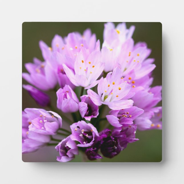 Plaque Photo Fleur sauvage (Devant)