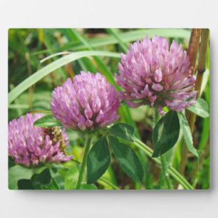 Plaque Photo Fleur sauvage de trèfle rose - Trifolium pratense
