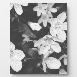 Plaque Photo Fleur sauvage noir et blanc