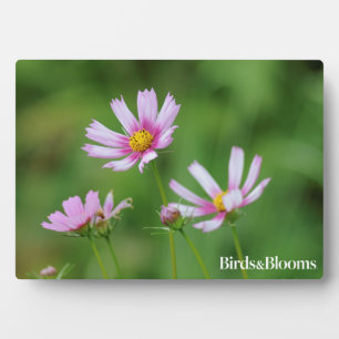 Plaque Photo Fleurs Cosmos