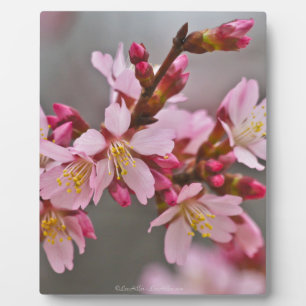 Plaque Photo Fleurs de cerisier japonaises roses sur un ciel gr