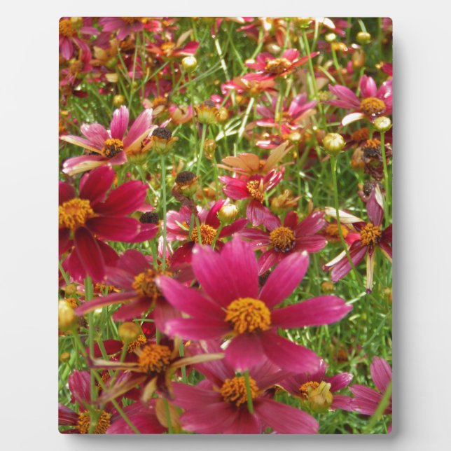 Plaque Photo Fleurs de marguerite rose et jaune brillantes (Devant)