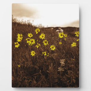 Plaque Photo Fleurs de soleil
