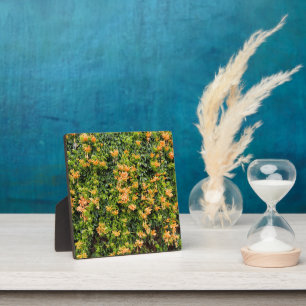 Plaque Photo Fleurs De Trompette Orange Sur Un Mur,