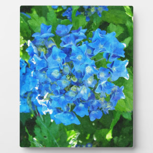Plaque Photo Fleurs d'hortensia bleues. Photographie florale.