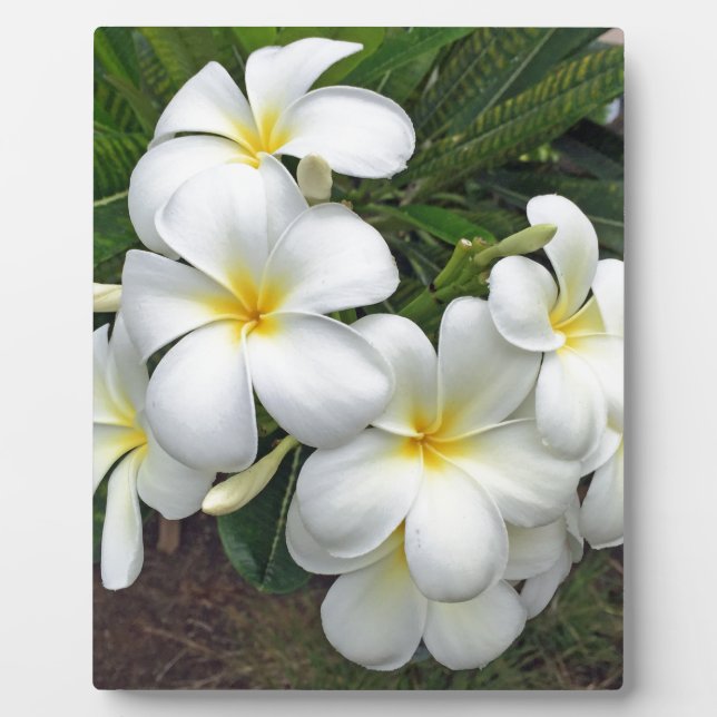 Plaque Photo Fleurs Hawaii Plumeria (Devant)