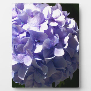 Plaque Photo Fleurs violettes hydrageas violets fleuris pourpre