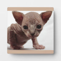 Freaky Cute Furless