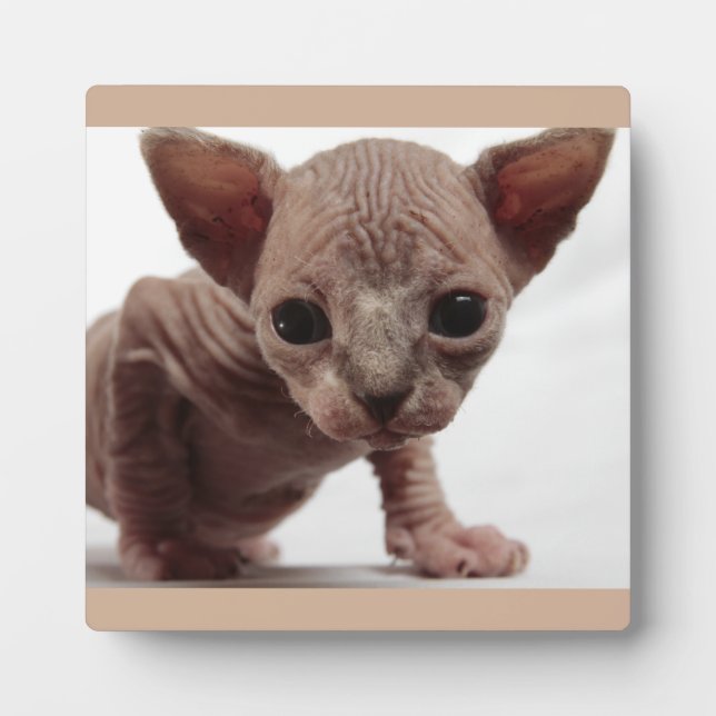Plaque Photo Freaky Cute Furless (Devant)