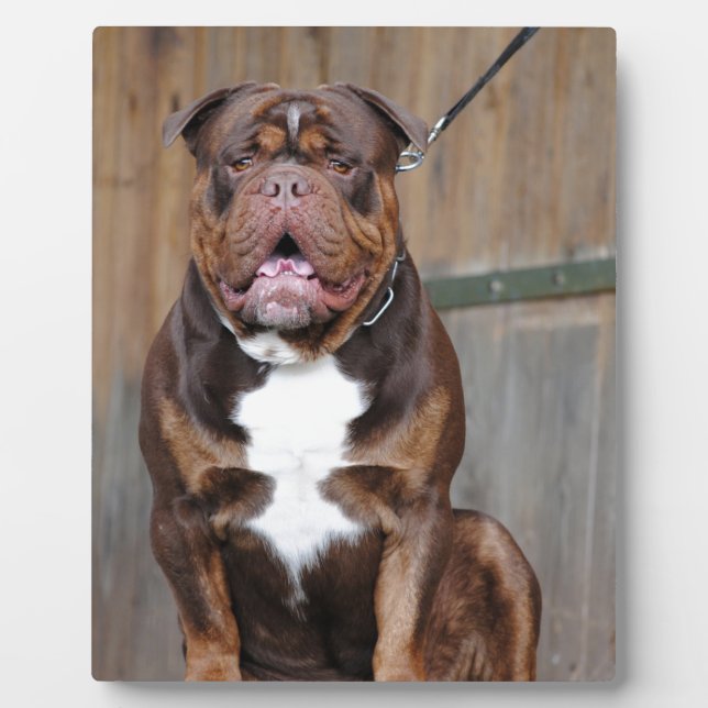 Plaque Photo French Mastiff (Devant)
