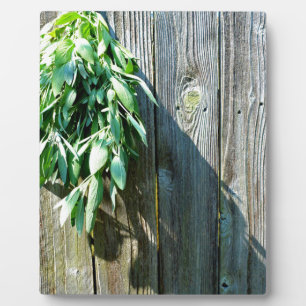 Plaque Photo Fresh-cut Sage Barn-wood