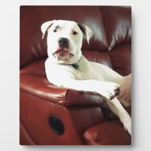Plaque Photo funny white pit bull dog on the couch