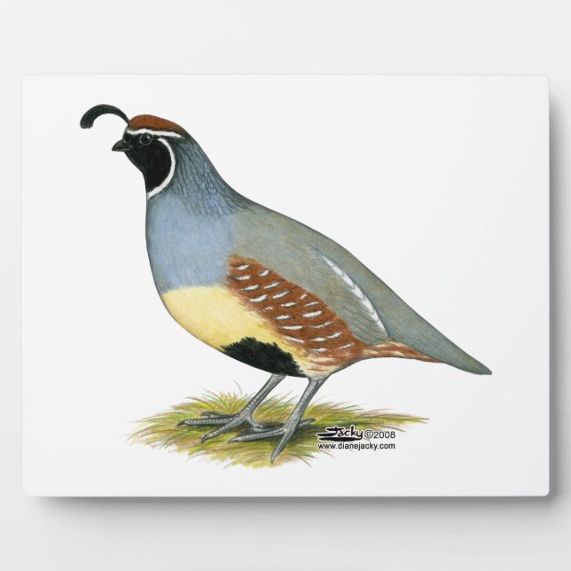 Plaque Photo Gambel's Desert Quail (Devant)