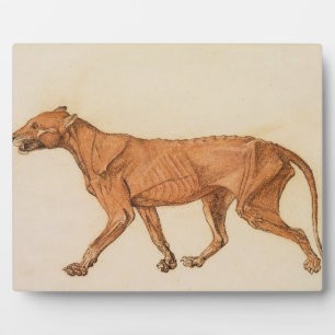 Plaque Photo George Stubbs   Tigre, Vue latérale, Peau retirée,