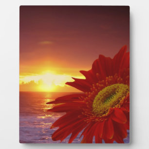 Plaque Photo Gerber Daisy et coucher du soleil