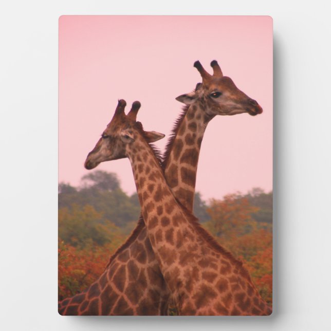 Plaque Photo Girafe au ciel rose et mopani (Devant)